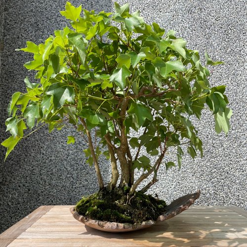 盆栽　楓　インテリアに 楓の寄せ植え 太幹の盆栽を販売｜盆栽妙 – 盆栽妙 本店