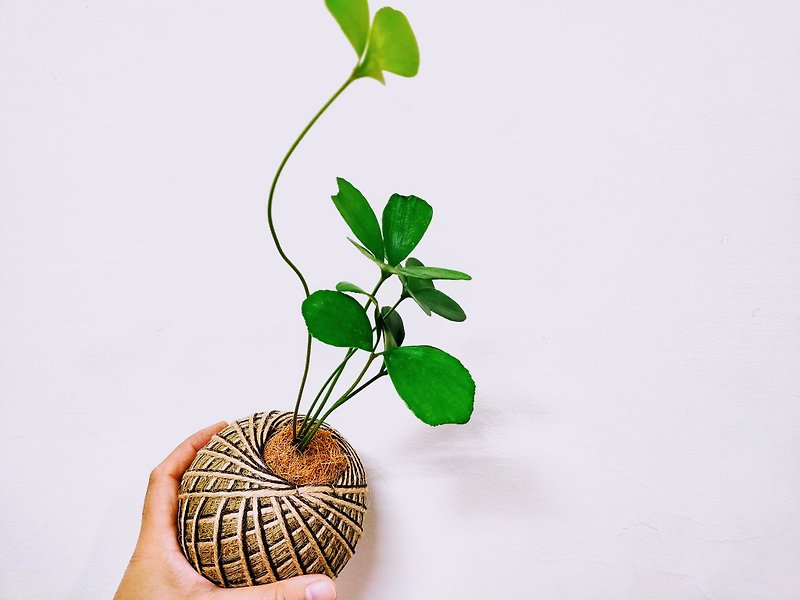 Plants & Flowers Plants Green - Lucky Moss Ball│Home Decoration│Indoor Plants