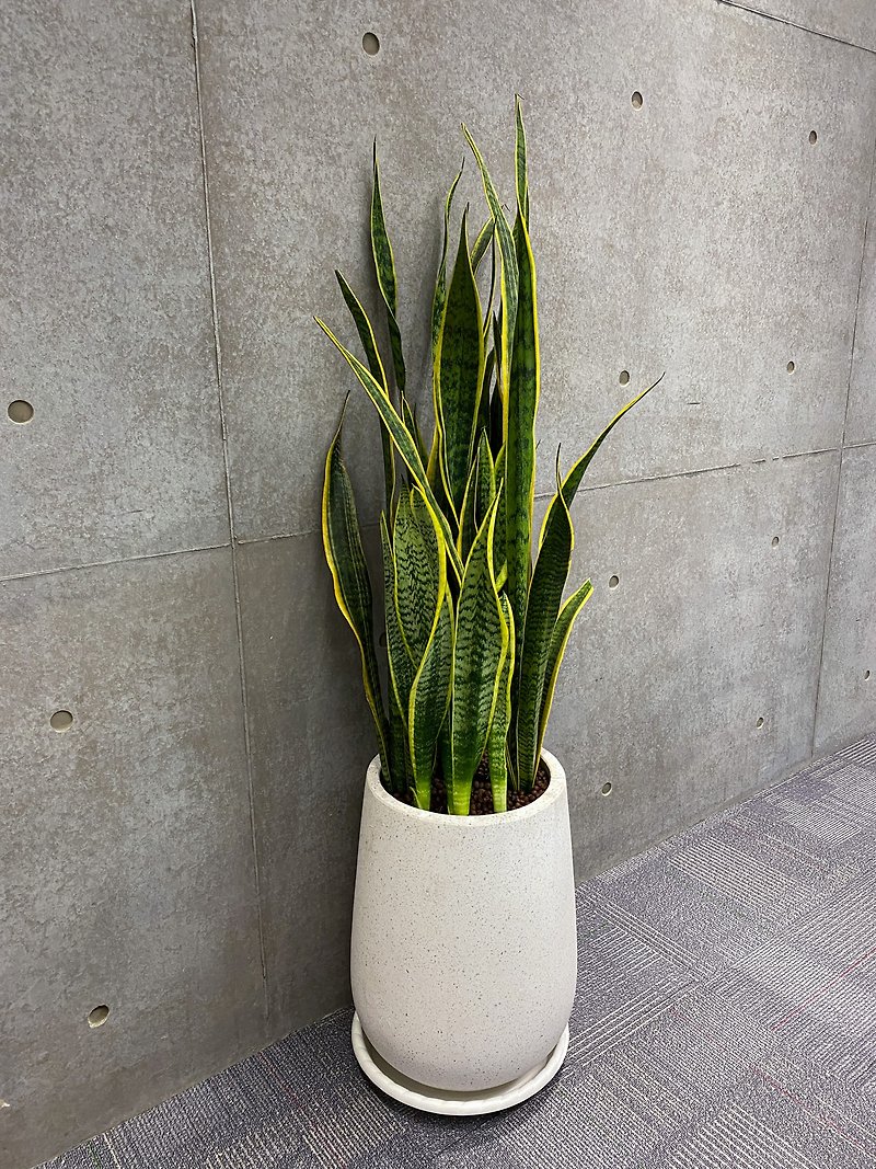 [Limited to Hsinchu area] [Gifts in pots] Phnom Penh Panax orchid | White terrazzo high urn pot - Plants - Plants & Flowers 