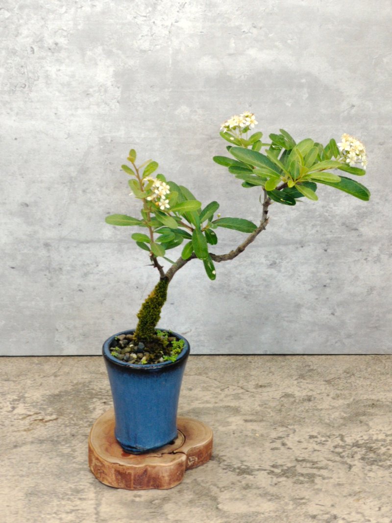 陶盆盆栽狀元紅 - 植栽/盆栽 - 植物．花 