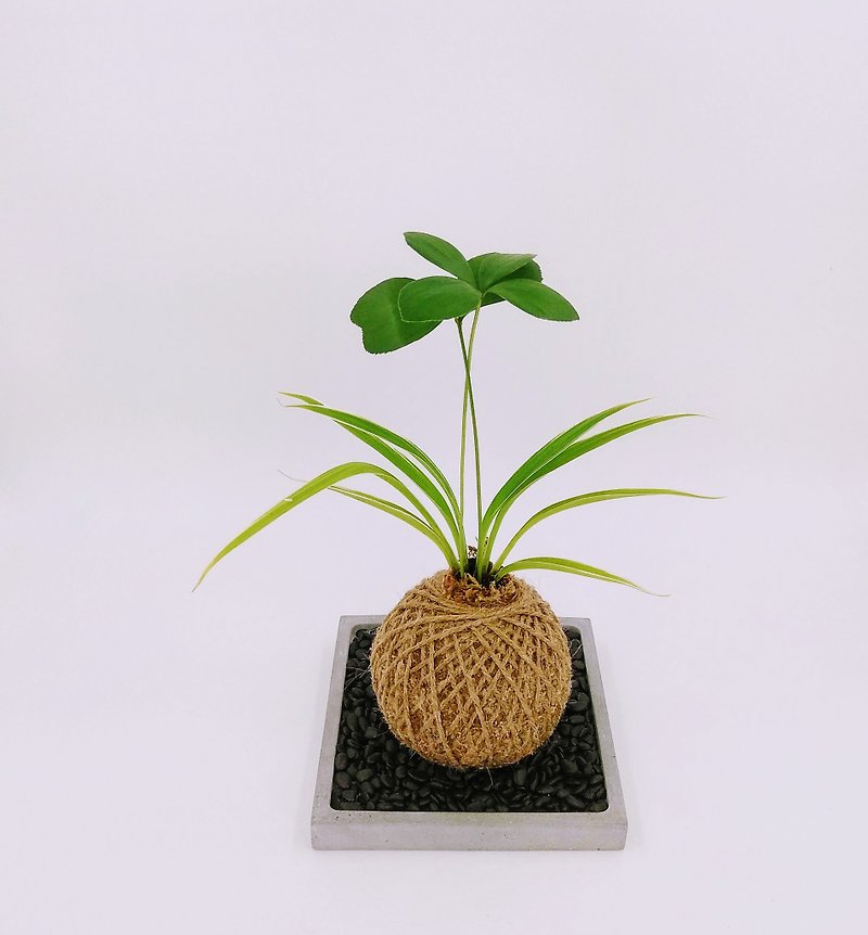 【苔球 - 幸運樹】 - 植物/盆栽/盆景 - 植物．花 綠色