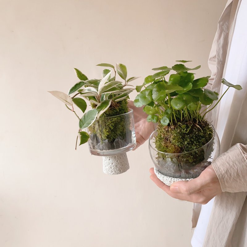 生活需要一點山野氣息  苔球植栽 - 盆栽/植栽 - 植物．花 綠色