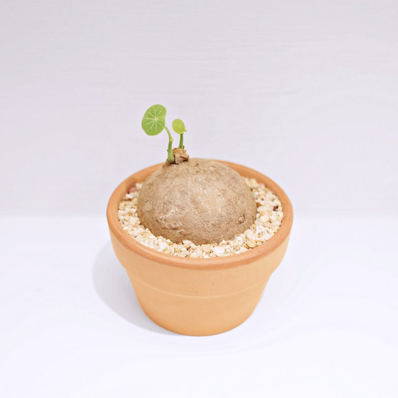 塊根植物 | 原葉山烏龜 | 4-5CM - 植栽/盆栽 - 植物．花 綠色