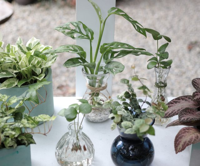 水耕栽培植物 窓の穴turtle Houseplantオフィス鉢植えの植物店の装飾 ショップ Slowplant 観葉植物 Pinkoi