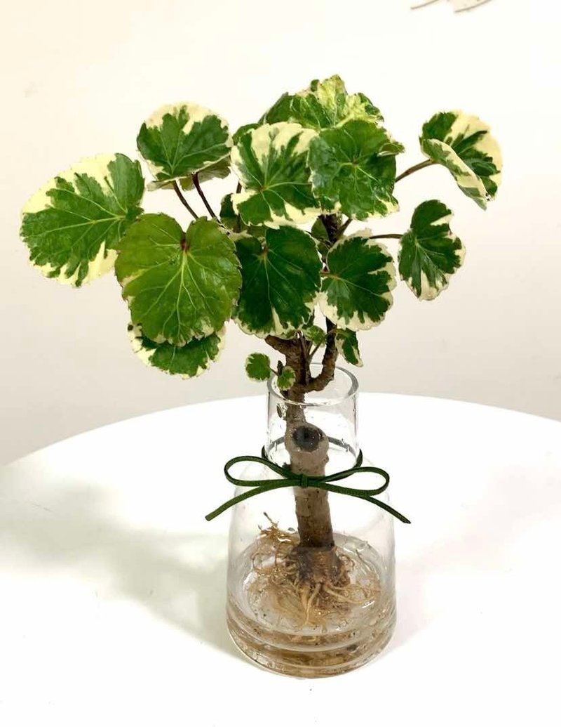 水培植栽│班葉圓葉福祿桐_室內植物 辦公室盆栽 店內布置 - 植栽/盆栽 - 玻璃 