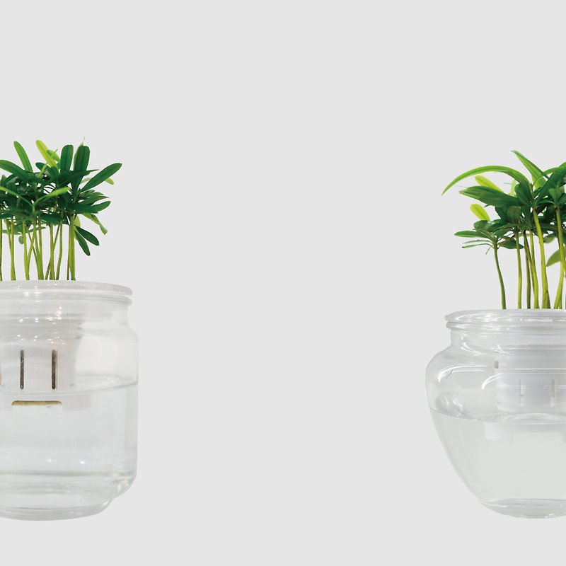 │ Glass Series │ Mini Podocarpus - pine and cypress plants, hydroponic seeds, potted fish and water symbiosis - Plants - Plants & Flowers 