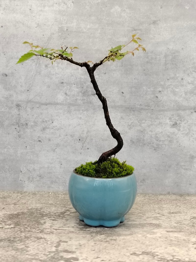 Mini potted plant-Taiwanese beech - ตกแต่งต้นไม้ - พืช/ดอกไม้ 