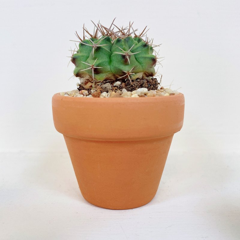 │小陶盆植栽│ 象牙丸 - 盆栽/植栽 - 植物．花 綠色