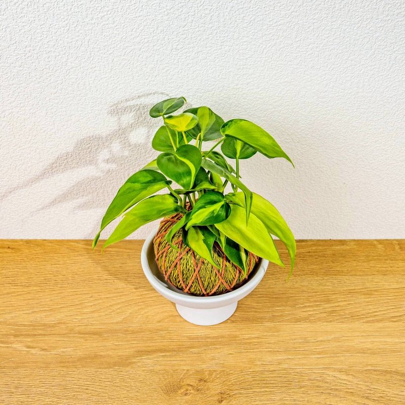 苔球植物 斑葉心葉蔓綠絨黃綠苔球加磨砂高腳缽 苔球 苔玉 禮物 - 盆栽/植栽 - 植物．花 綠色