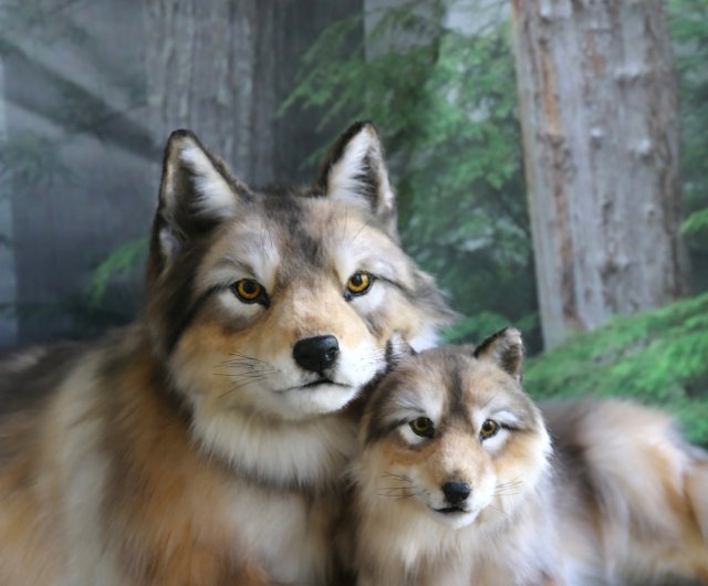 コスプレ 小道具 ぬいぐるみ リアル オオカミ トリコ コスプレ 小道具 ぬいぐるみ リアル オオカミ トリコ - メルカリ