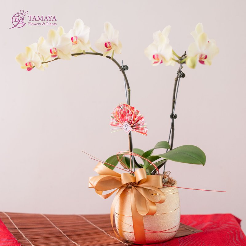 [New Year Style] Mustard Phalaenopsis | Rich Single Plant - ตกแต่งต้นไม้ - พืช/ดอกไม้ สีเหลือง