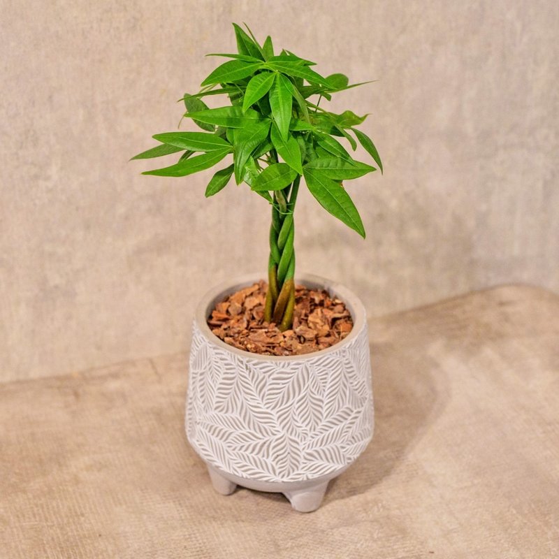 Malabar chestnut small leaf pattern Cement potted table potted plant opening gift housewarming gift - Plants - Plants & Flowers 