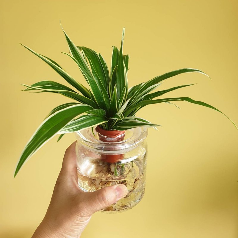 植物 白紋草 水耕 室內盆栽 - 盆栽/植栽 - 玻璃 綠色