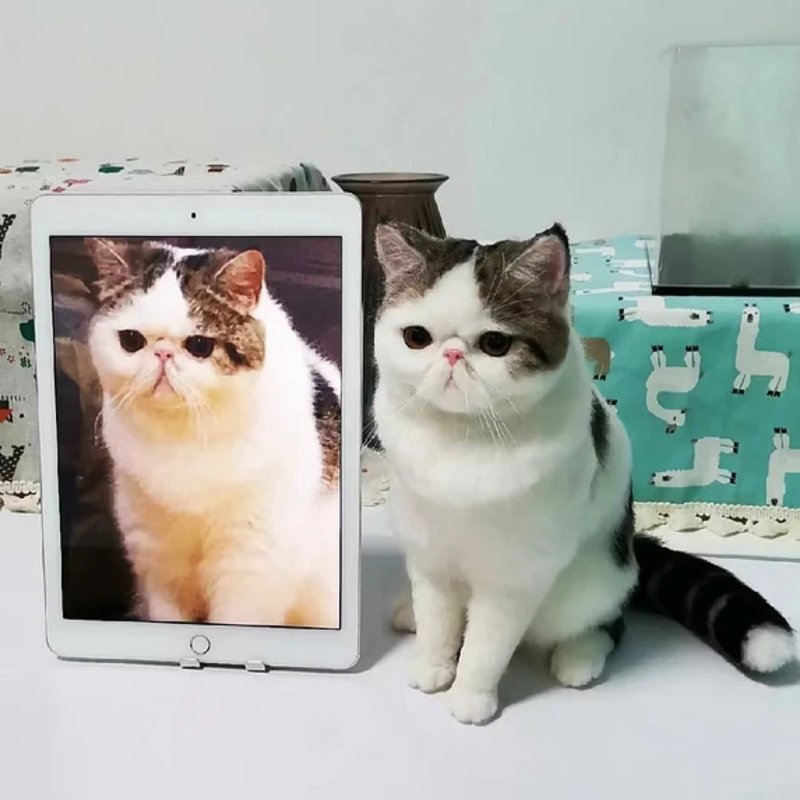 客製化逼真羊毛氈寵物娃娃定製手工複刻狗狗猫咪毛小孩肖像公仔 - 貓/狗玩具 - 羊毛 多色