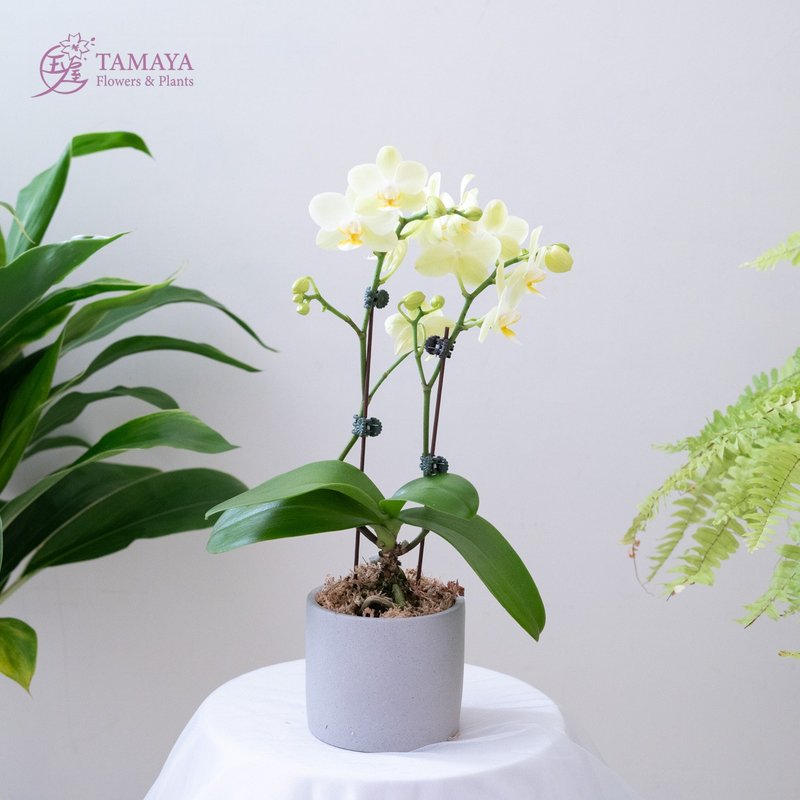 蘋果綠蝴蝶蘭 | 單株 - 盆栽/植栽 - 植物．花 綠色