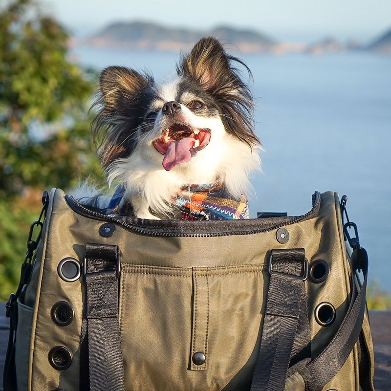 Koala Pet Carrier - 寵物外出包 (墨綠色/ 防潑水尼龍布) - 寵物推車/寵物背包/外出籠 - 尼龍 綠色