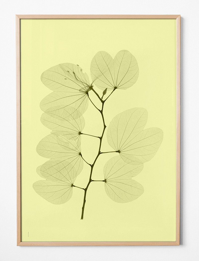 Tor G. Nitzelius Design X-Ray Plant Photography - ポスター ORKIDEBAUHINIA POST - ポスター・絵 - 紙 イエロー
