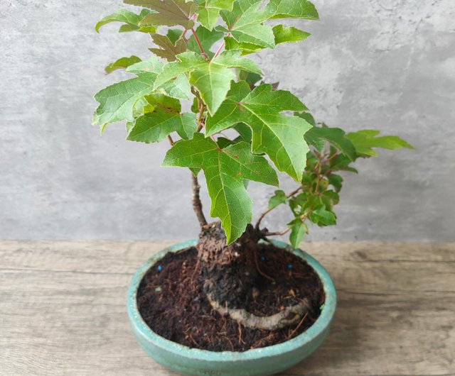 盆栽楓香植物植物盆栽植晤語- Pinkoi 限時優惠活動