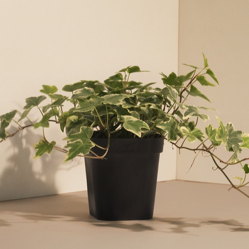 English ivy_Indoor planting - Plants - Plants & Flowers 