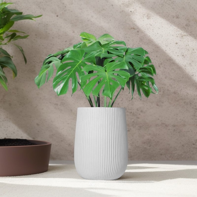 Turtle taro Cement potted plant large potted straight white round pot floor-standing potted plant Nordic minimalist plant - Plants - Plants & Flowers 