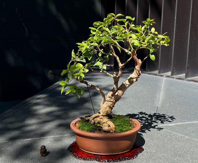 ジャボチカバ鉢植え ジャボチカバブドウ |盆栽の果物鉢植え - ショップ mu bonsai