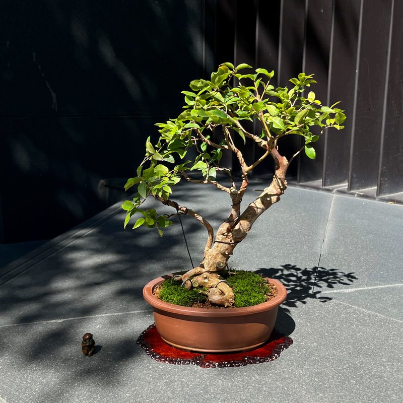 Jiabao Fruit Tree Grape | Bonsai Fruit Potted Plant - ตกแต่งต้นไม้ - ดินเผา 