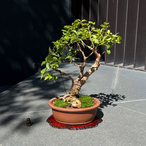 ジャボチカバ鉢植え ジャボチカバ6号鉢植え の通販 | 園芸ネット