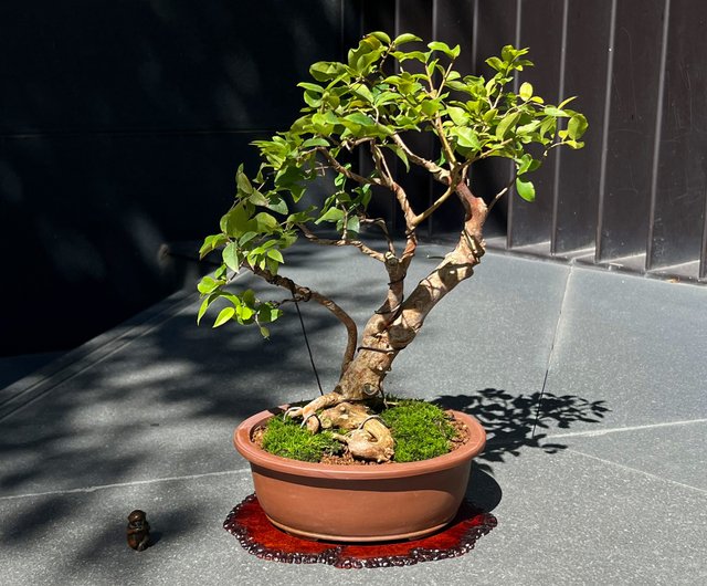 ジャボチカバブドウ |盆栽の果物鉢植え - ショップ mu bonsai 観葉植物