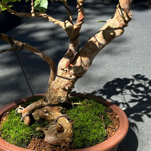 ★ジャボチカバ 大株 果樹 植物 木 希少種 造園 盆栽 ジャボチカバ 苗木 3年以上経過まあまあ大物 7号20cmスリット鉢