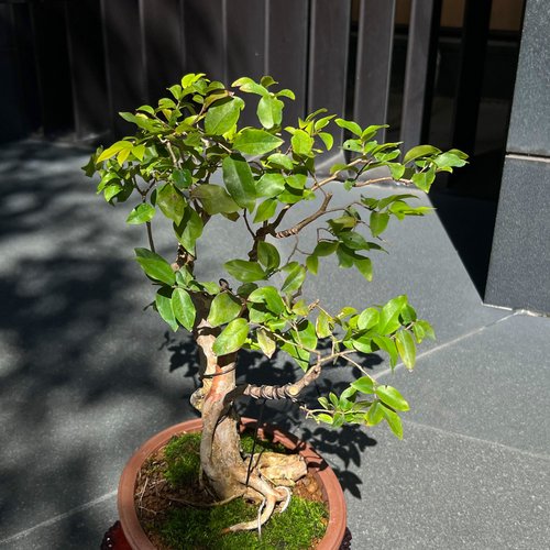 ジャボチカバブドウ |盆栽の果物鉢植え - ショップ mu bonsai