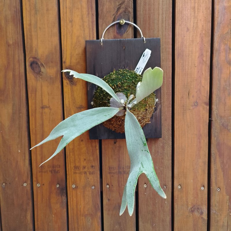 上板鹿角蕨 賽爾索 P.willinckii Celso Tatsuta 收藏級 - 盆栽/植栽 - 植物．花 綠色