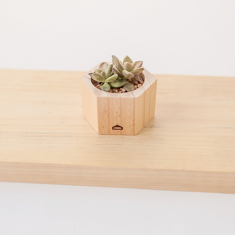 [Honeycomb Wooden Basin S, Height 4cm] No Plants Included│Succulent Log Flower Arrangement Graduation Gift Teacher Gift - ตกแต่งต้นไม้ - ไม้ 
