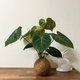 チョコレートレッドフィロデンドロン観葉植物ココナッツ苔玉/ビッグ苔玉恋人の誕生日プレゼント - 観葉植物 - 寄せ植え・花 