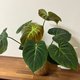 チョコレートレッドフィロデンドロン観葉植物ココナッツ苔玉/ビッグ苔玉恋人の誕生日プレゼント