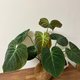 チョコレートレッドフィロデンドロン観葉植物ココナッツ苔玉/ビッグ苔玉恋人の誕生日プレゼント