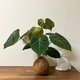 チョコレートレッドフィロデンドロン観葉植物ココナッツ苔玉/ビッグ苔玉恋人の誕生日プレゼント