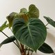 チョコレートレッドフィロデンドロン観葉植物ココナッツ苔玉/ビッグ苔玉恋人の誕生日プレゼント