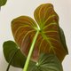 チョコレートレッドフィロデンドロン観葉植物ココナッツ苔玉/ビッグ苔玉恋人の誕生日プレゼント