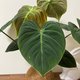 チョコレートレッドフィロデンドロン観葉植物ココナッツ苔玉/ビッグ苔玉恋人の誕生日プレゼント