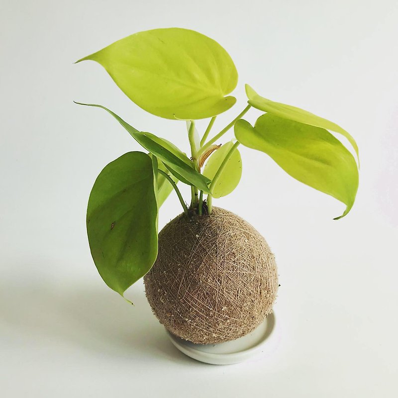 Heart Leaf Philodendron Hand-made Planting Moss Ball - ตกแต่งต้นไม้ - พืช/ดอกไม้ 