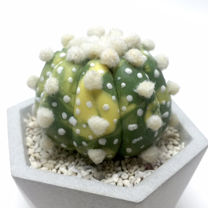 Clay Items for Display - Biomimetic clay succulents