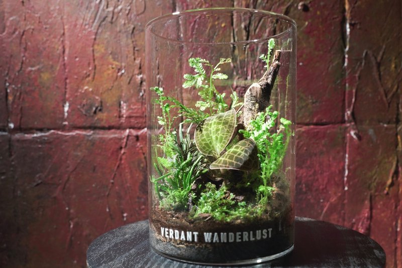 【テラリウム-森の微光】ミニチュアガーデン 室内植物 ギフト オフィス装飾 - 観葉植物 - 寄せ植え・花 グリーン