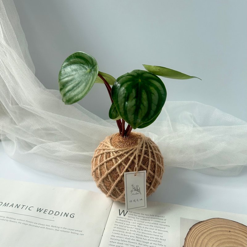 小苔球 西瓜皮椒草 室內植栽 - 盆栽/植栽 - 植物．花 