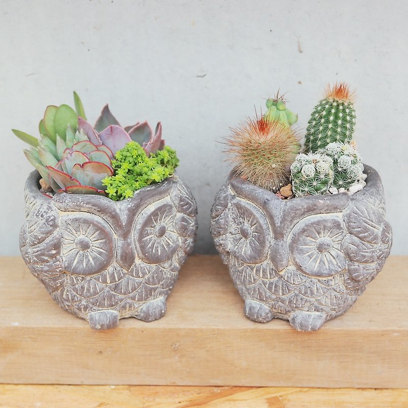 Peas succulents and small groceries - owl mud pot planting combination - Plants - Cement 