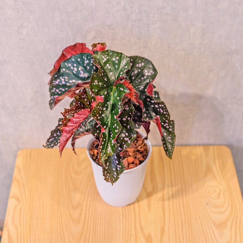 ロッシベゴニア 和風プラスチック陶器鉢 観葉植物 ギフト オフィス お土産 - 観葉植物 - 寄せ植え・花 