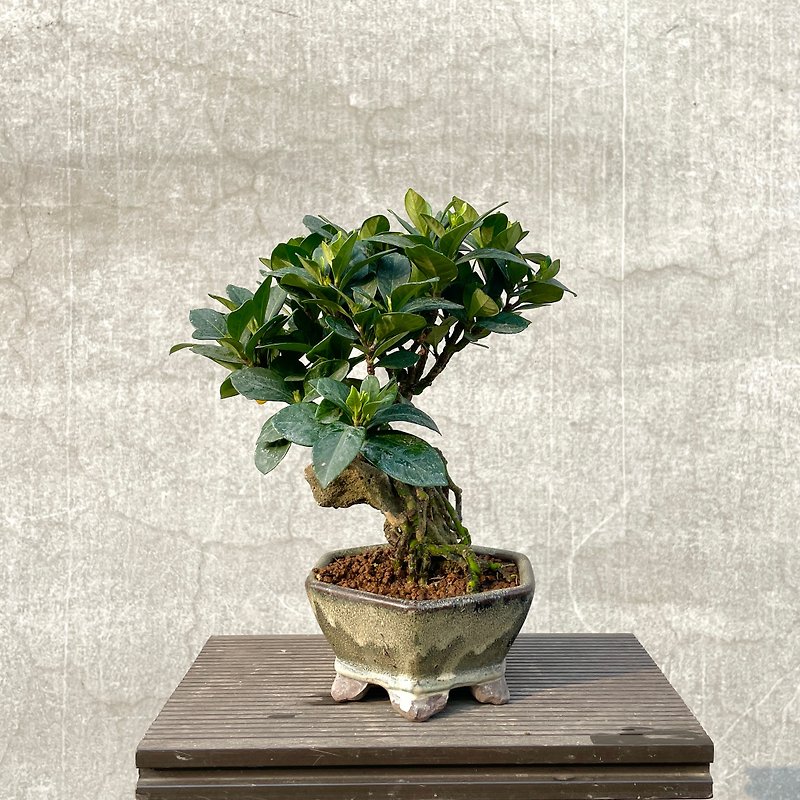 Essay Bonsai-Japanese Bodhidharma Gardenia and Stone Bonsai - ตกแต่งต้นไม้ - พืช/ดอกไม้ 