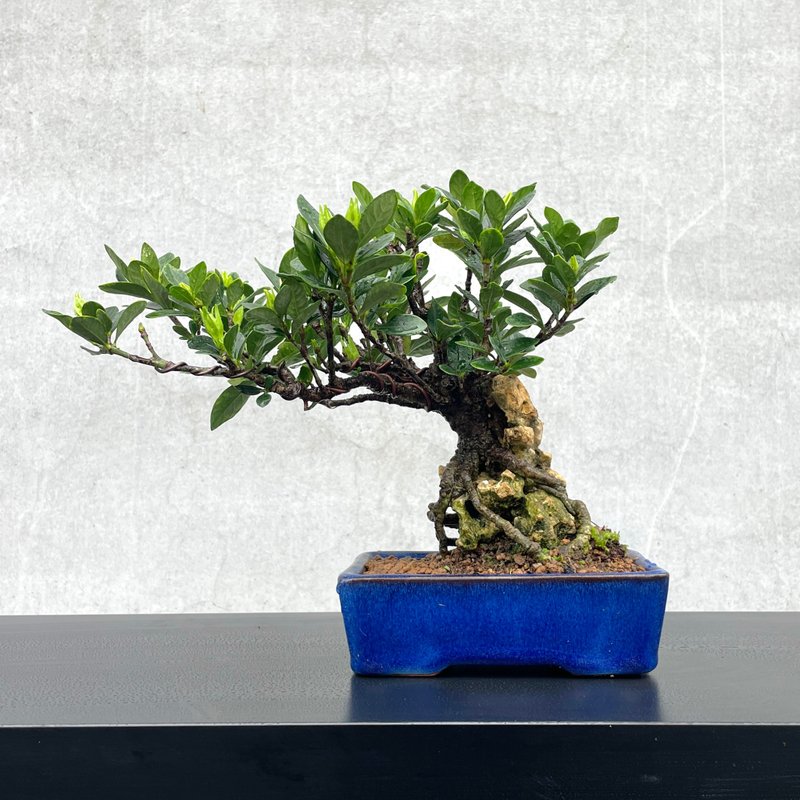 小品盆栽-日本達摩梔子花 付石盆景 - 植栽/盆栽 - 植物．花 
