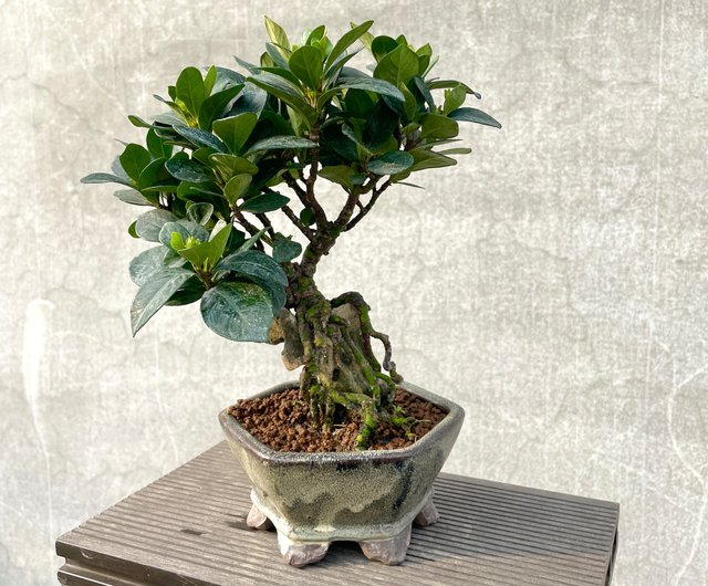 小品盆栽-日本達摩梔子花付石盆景野趣小品盆栽Rustic Charm Bonsai｜植栽/盆栽人氣榜- Pinkoi