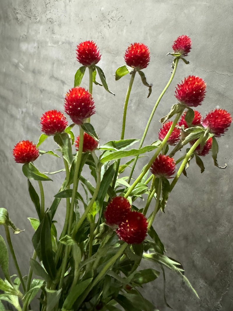 Limited sale in US and Japanese flower shops/Today are red and cute round flowers. Don’t miss it if you pass by and pick it up. - Dried Flowers & Bouquets - Plants & Flowers Red