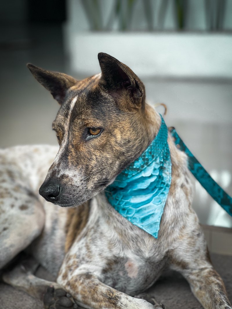 Snakeskin Dog's Collar Leather Dog's bandana Dog's Gift Leather Dog Collar - 項圈/牽繩 - 真皮 粉紅色